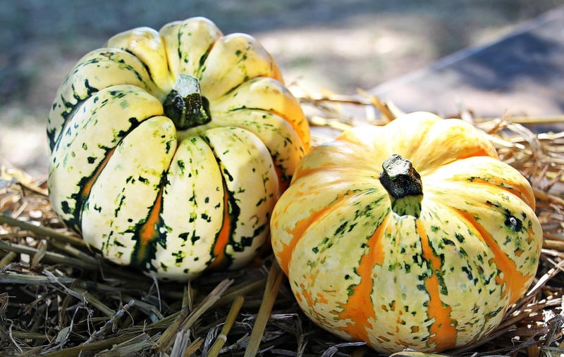 Autumn Harvest Inspirations